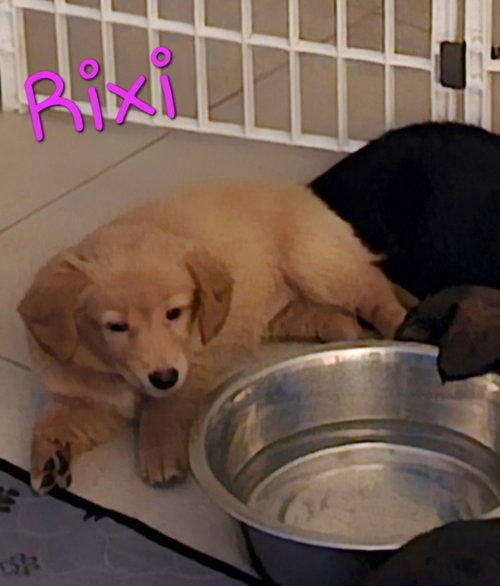 Rixi *, an adoptable Terrier in Royal Palm Beach, FL