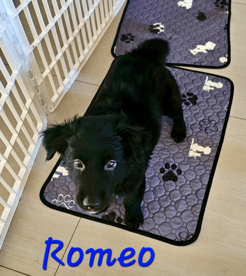 Romeo *