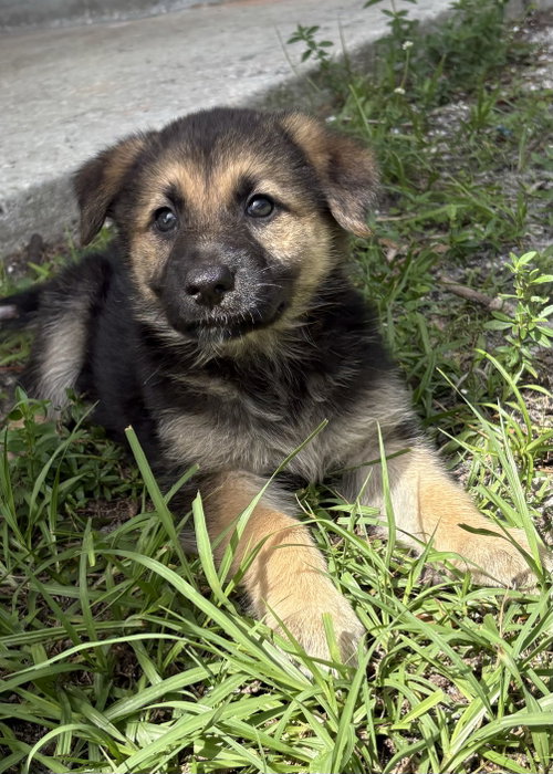 Lucy