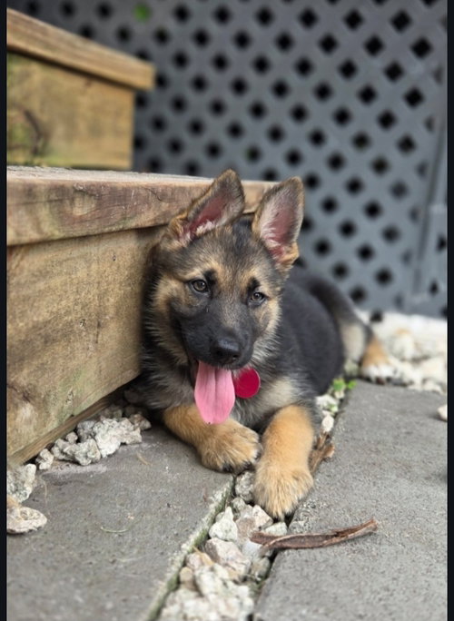 Liberty *, an adoptable German Shepherd Dog in Royal Palm Beach, FL