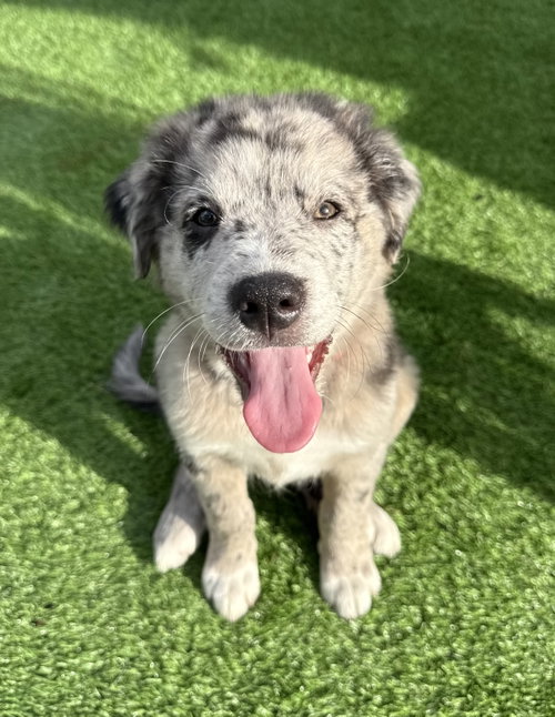 Mochi