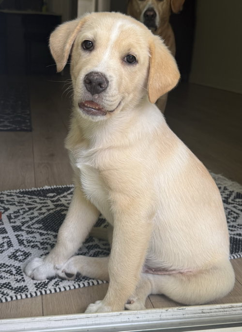 Mav