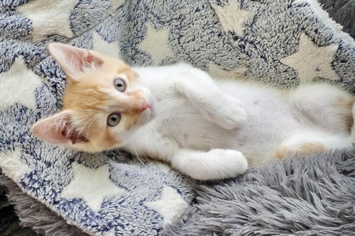 Nigel, Baby Domestic Medium Hair, cat for adoption in Boynton Beach, Florida