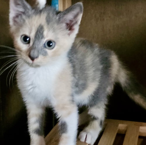 Nova, Baby Calico, cat for adoption in Boynton Beach, Florida