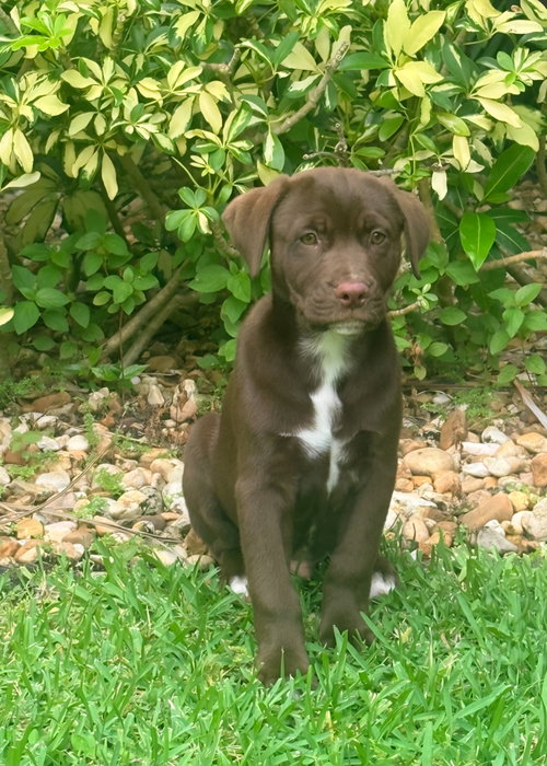 Koda