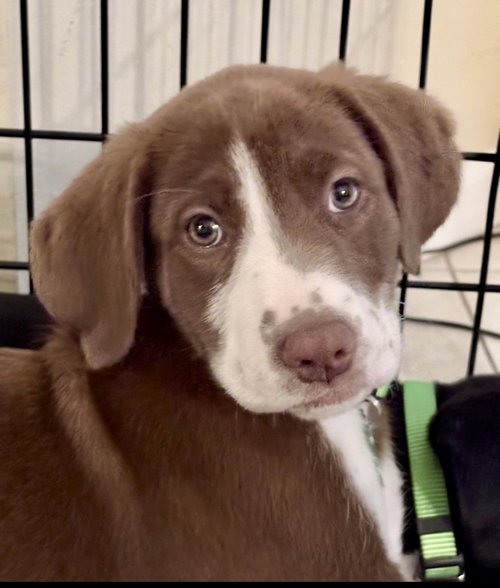 Kahlua