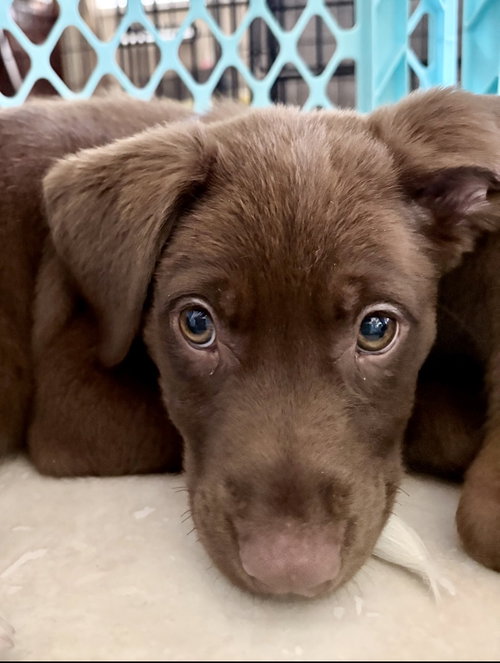 Kona *
