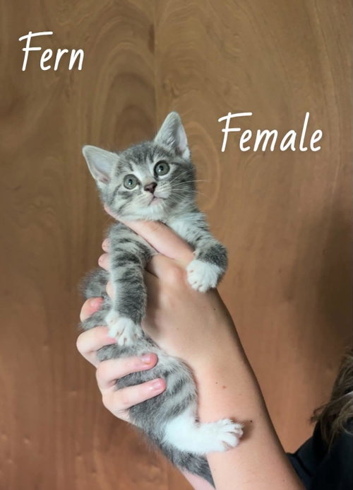 Fern