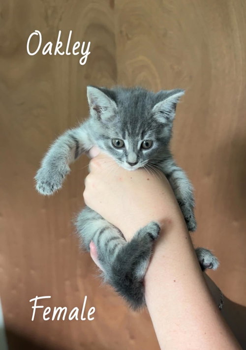 Oakley