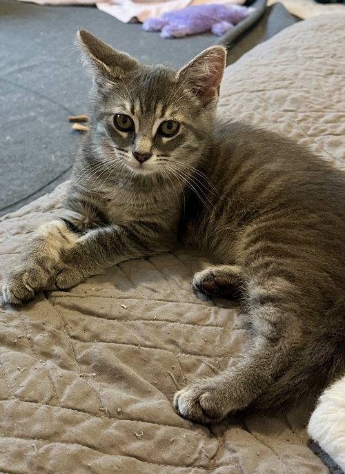 Birch *, Baby Domestic Short Hair, cat for adoption in Wellington, Florida