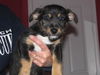 Scamp