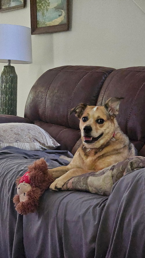 Sazzy *, an adoptable Australian Cattle Dog in Royal Palm Beach, FL
