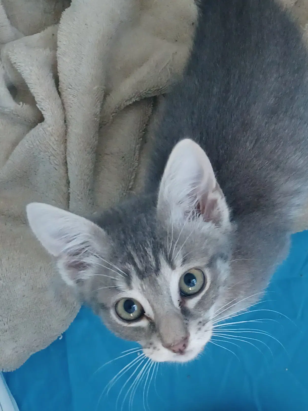 Ariel - Tabby