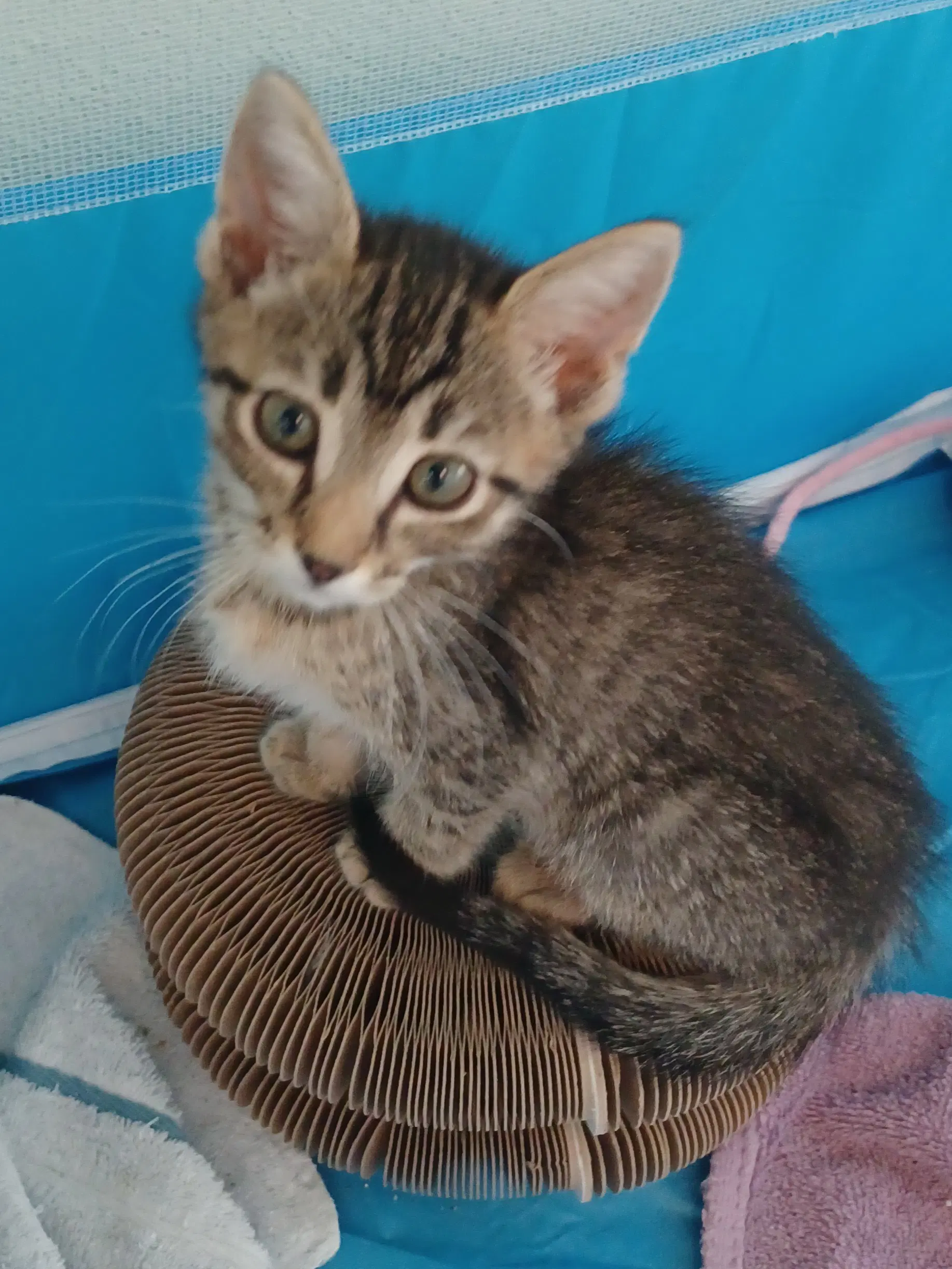 Abby - Tabby