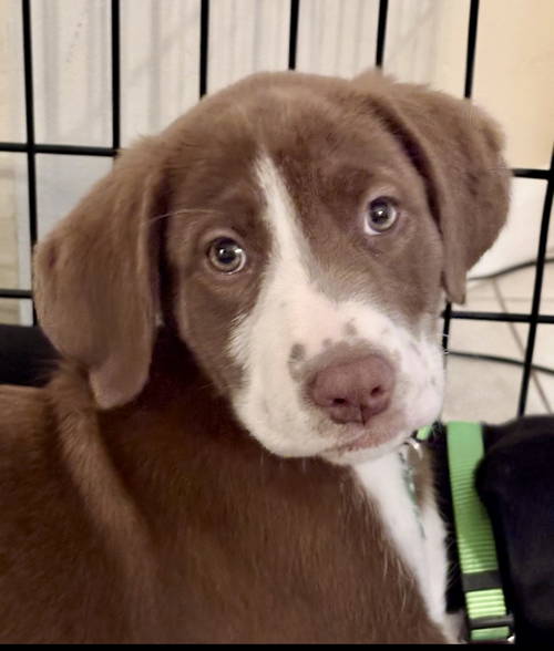Kahlua