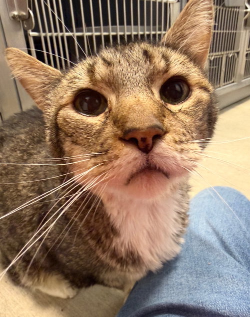 Tiffin *, Senior Tabby, cat for adoption in Wellington, Florida