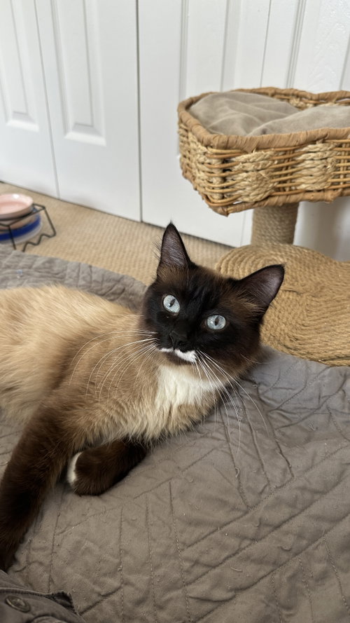 Emmett Otter *, an adoptable Siamese in Royal Palm Beach, FL