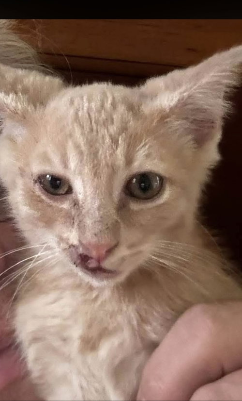 Cheeto