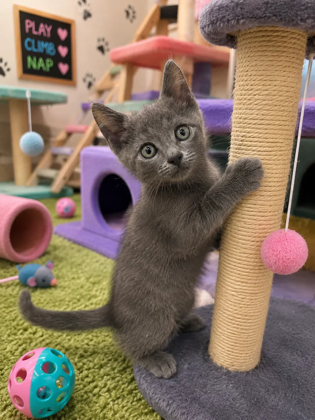 Zeus - Domestic Medium Hair