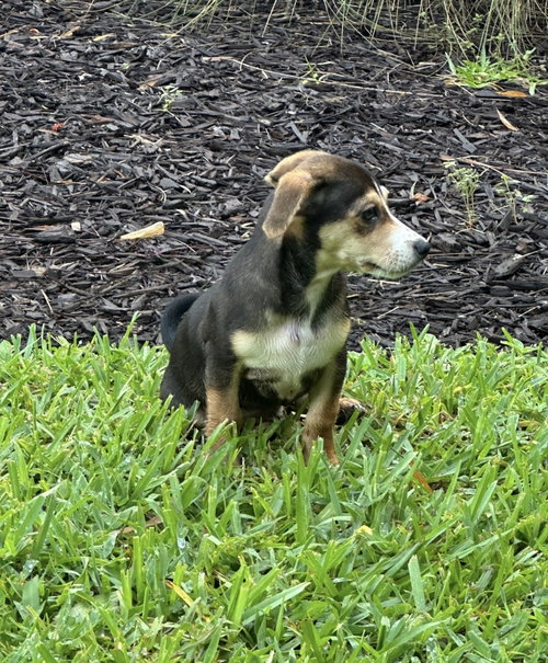 Vinny * photo 3