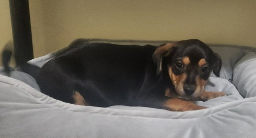 Victor * photo 2