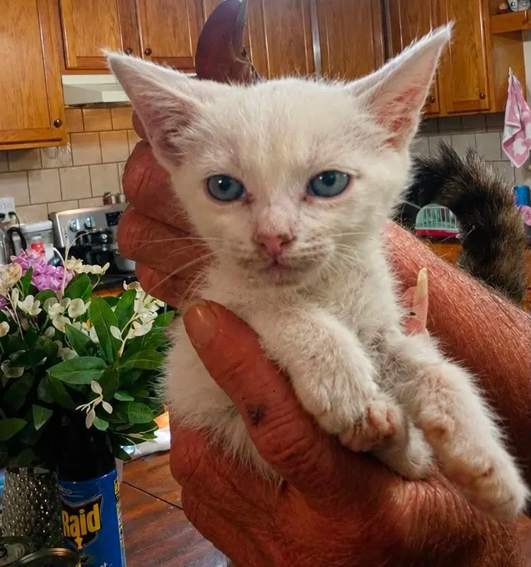 Ricki - Domestic Short Hair