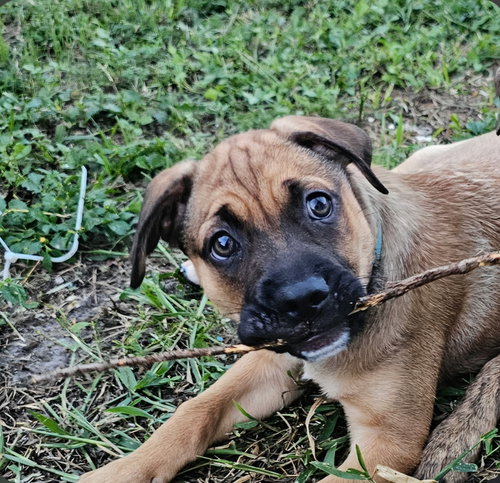 Nelson *, Labrador Retriever / Mixed