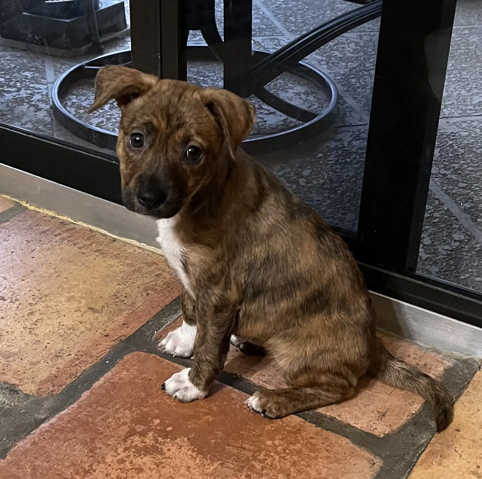 Nacie Mae - Labrador Retriever