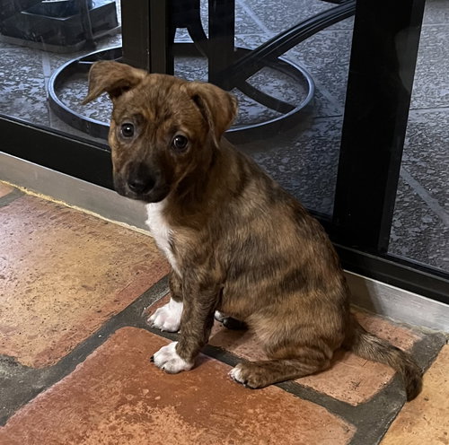 Nacie Mae *, a dog for adoption from A Second Chance Puppies and Kittens Rescue