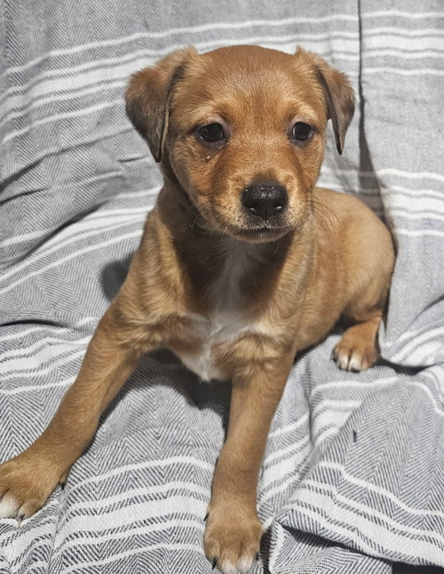 Neslie *, a dog for adoption from A Second Chance Puppies and Kittens Rescue