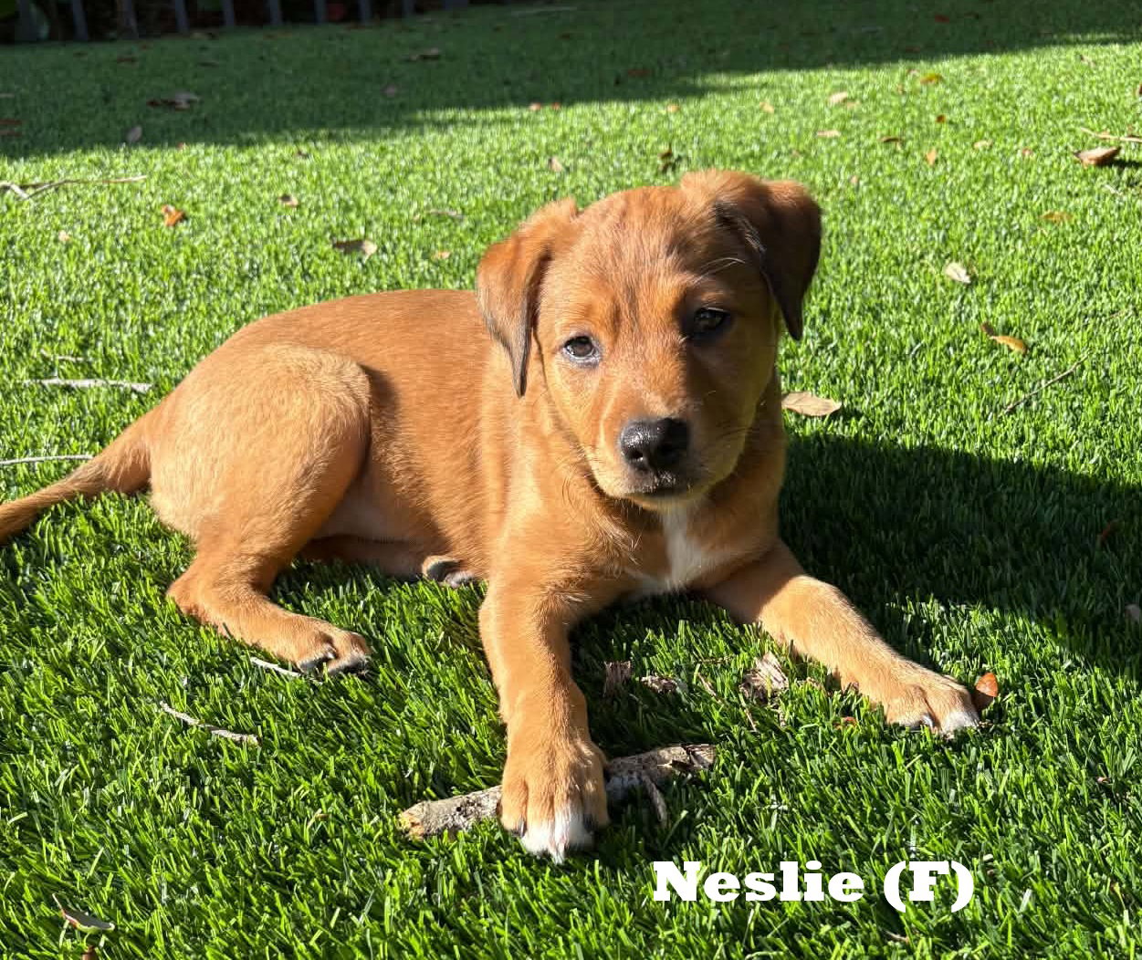 Neslie *