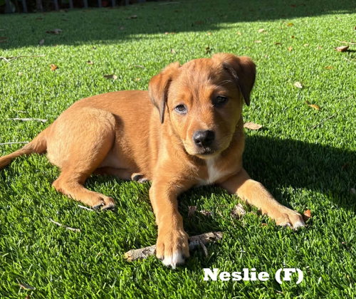 Neslie *, Labrador Retriever / Mixed