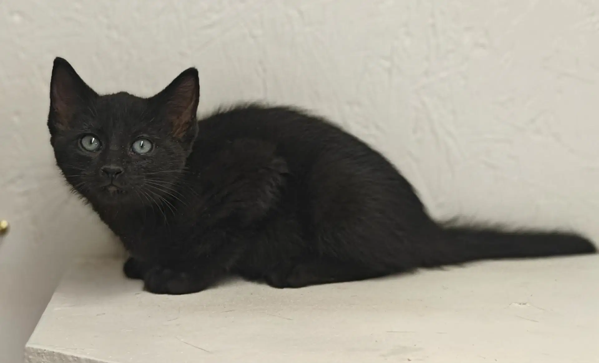 Davey - Domestic Short Hair