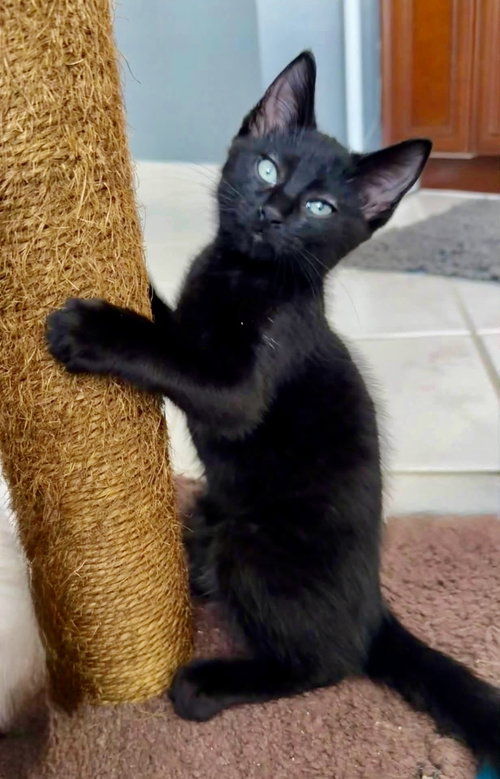 picture of the cat needing adoption
