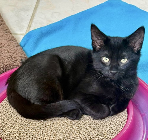 picture of the cat needing adoption