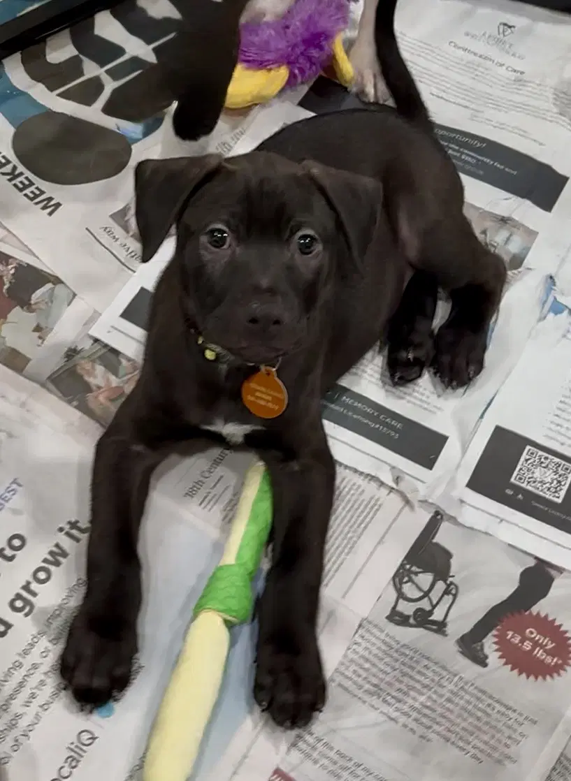 Friday - Labrador Retriever