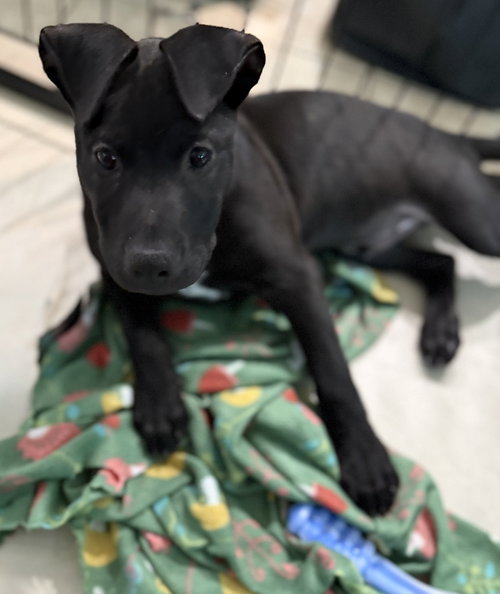 picture of the dog needing adoption