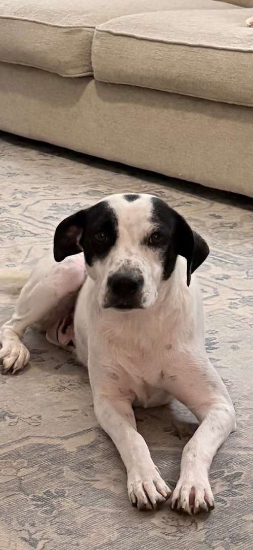 picture of the dog needing adoption