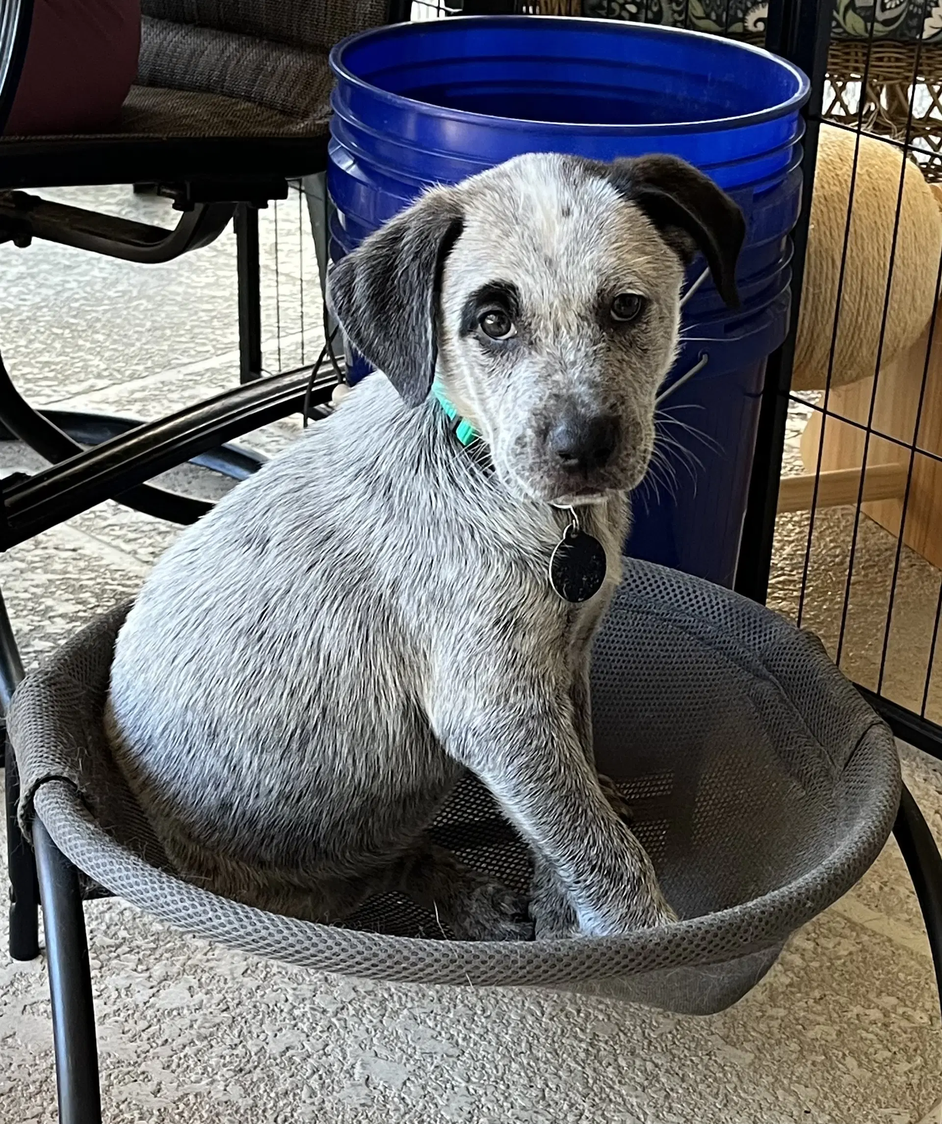 Jessie - Pointer