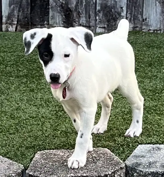 Jolene - Pointer