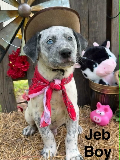 Jeb *