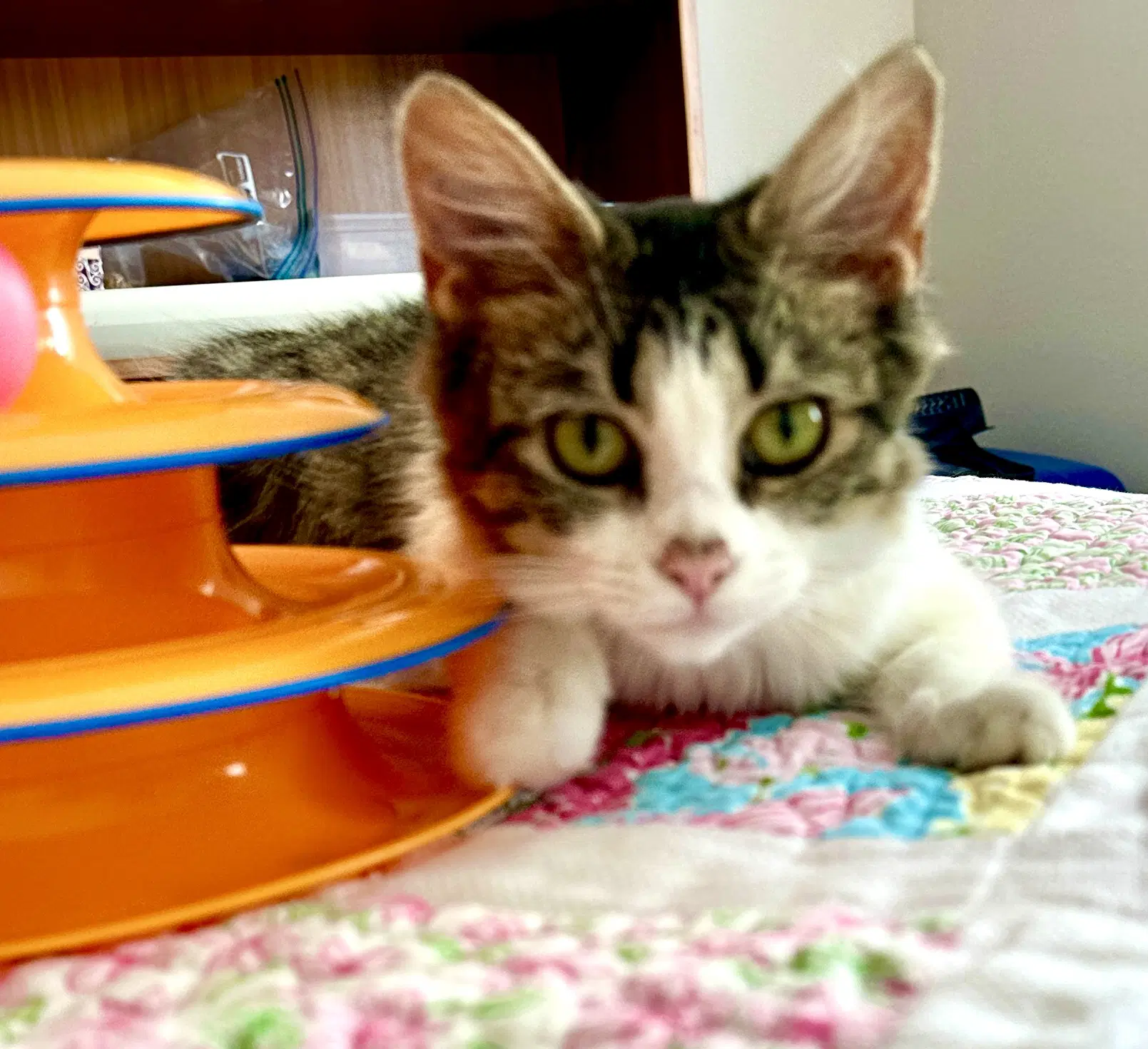 Pecan - Domestic Medium Hair