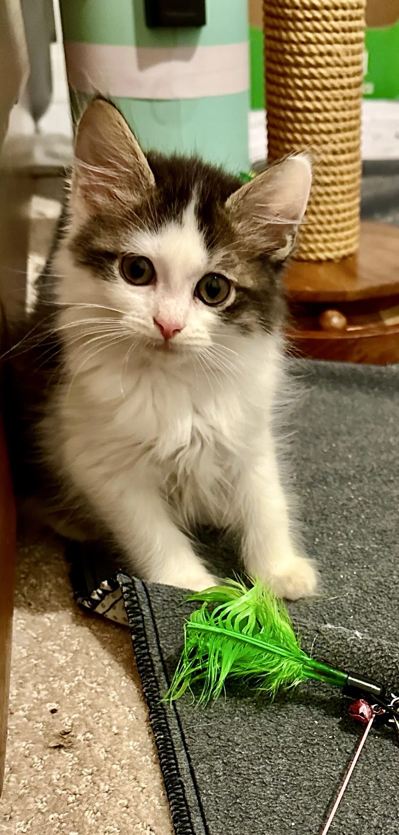 Pistachio - Domestic Long Hair