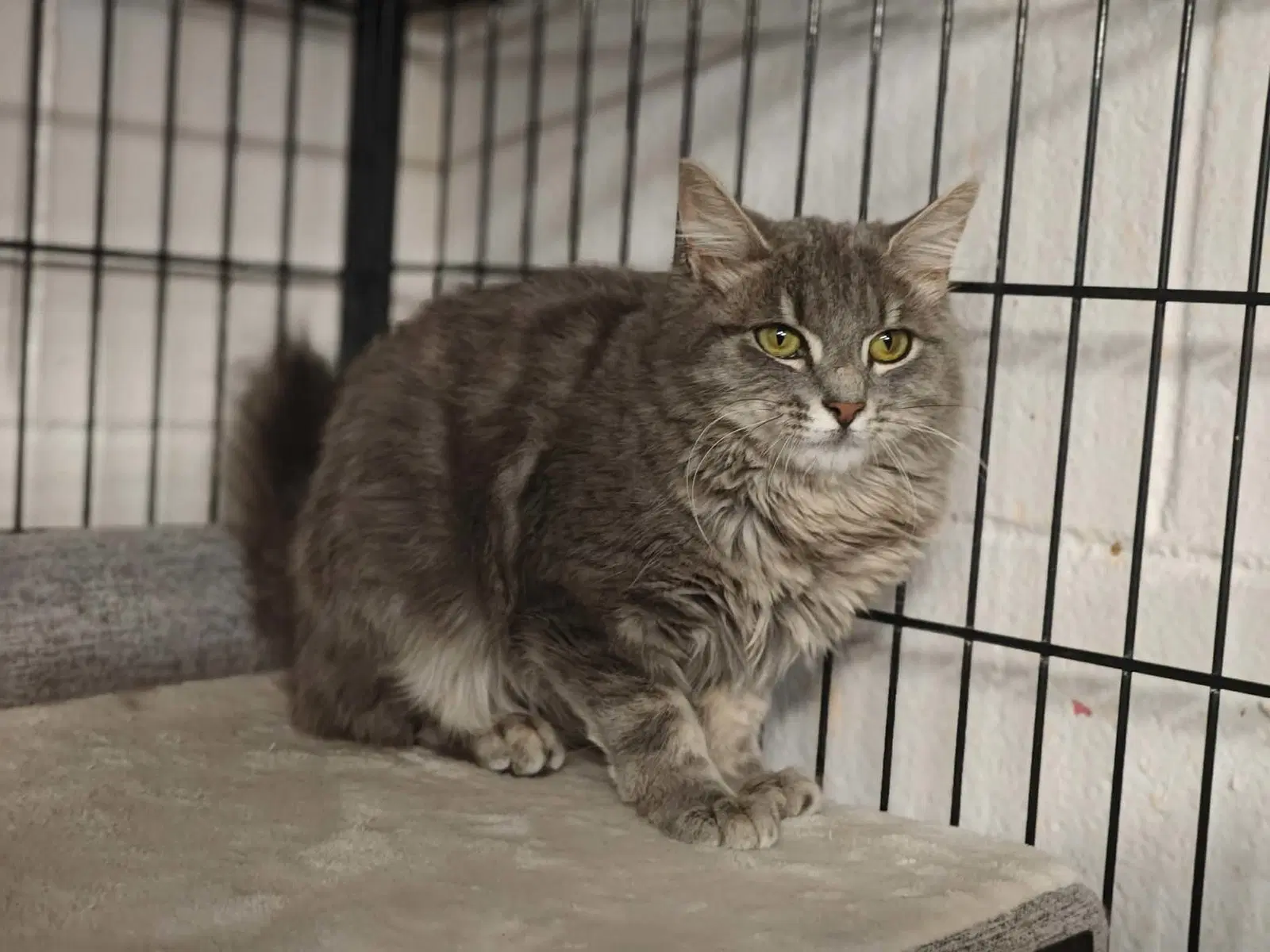 Bunny - Domestic Medium Hair