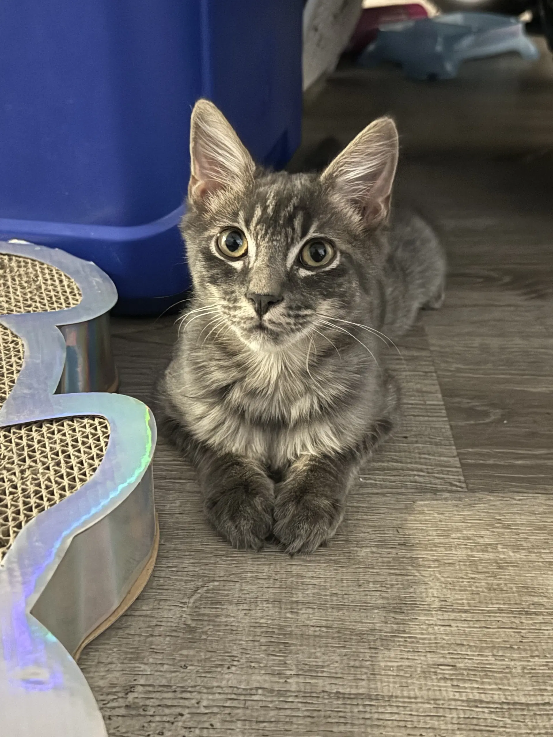 Romie - Tabby