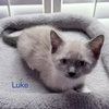 Luke