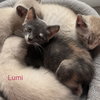 Lumi