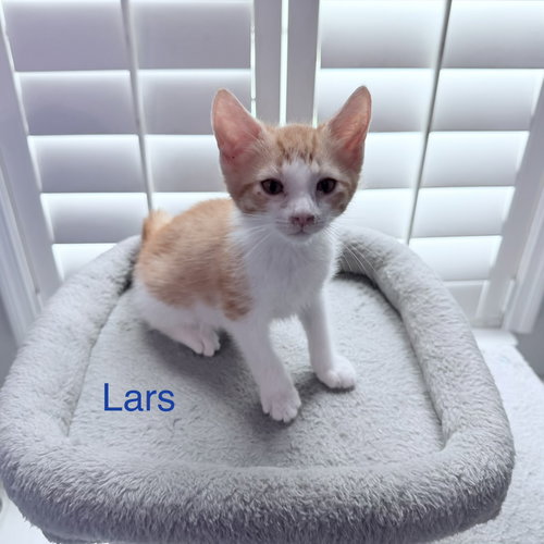 picture of the cat needing adoption