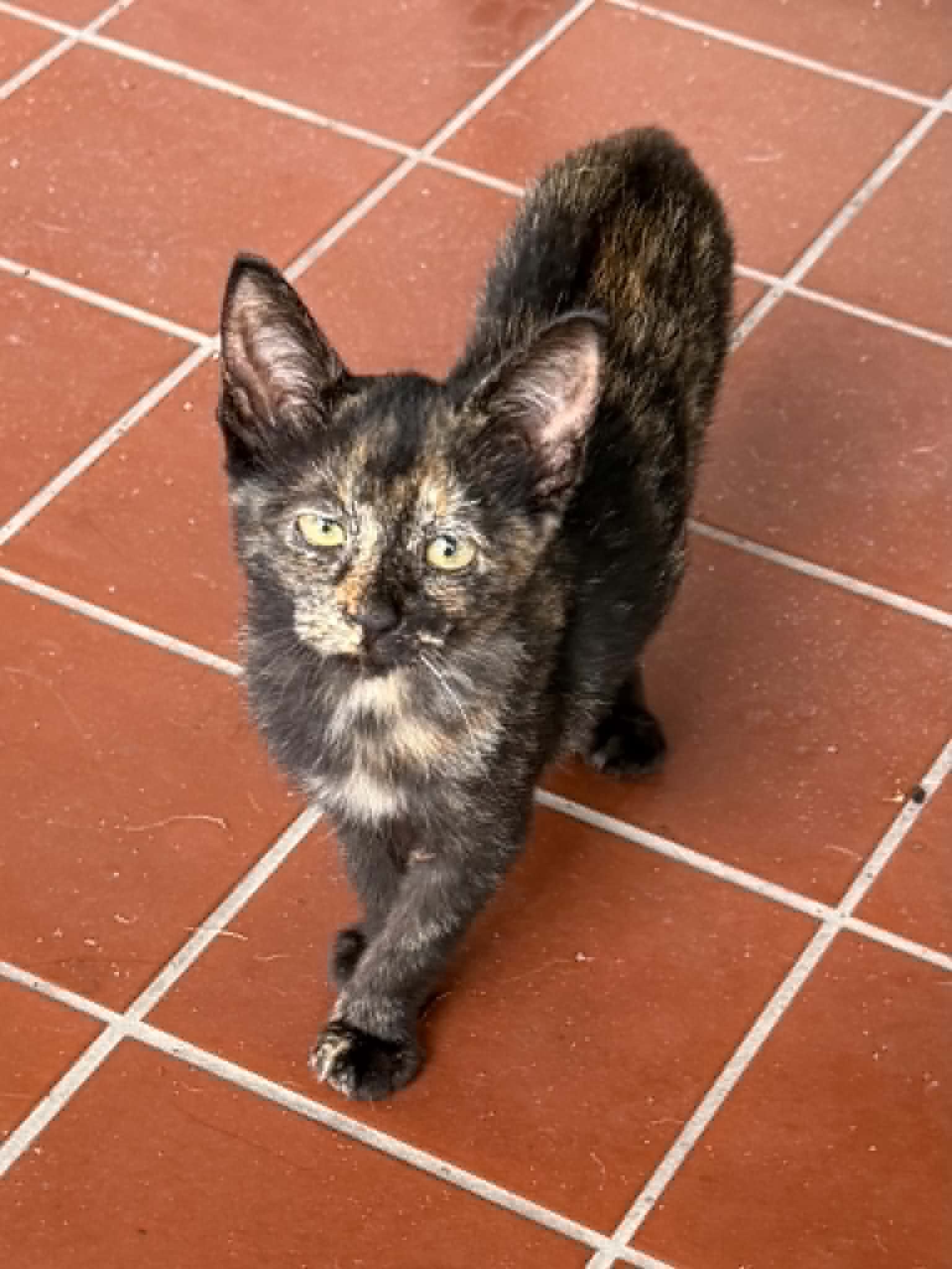 Sweetie - Tortoiseshell
