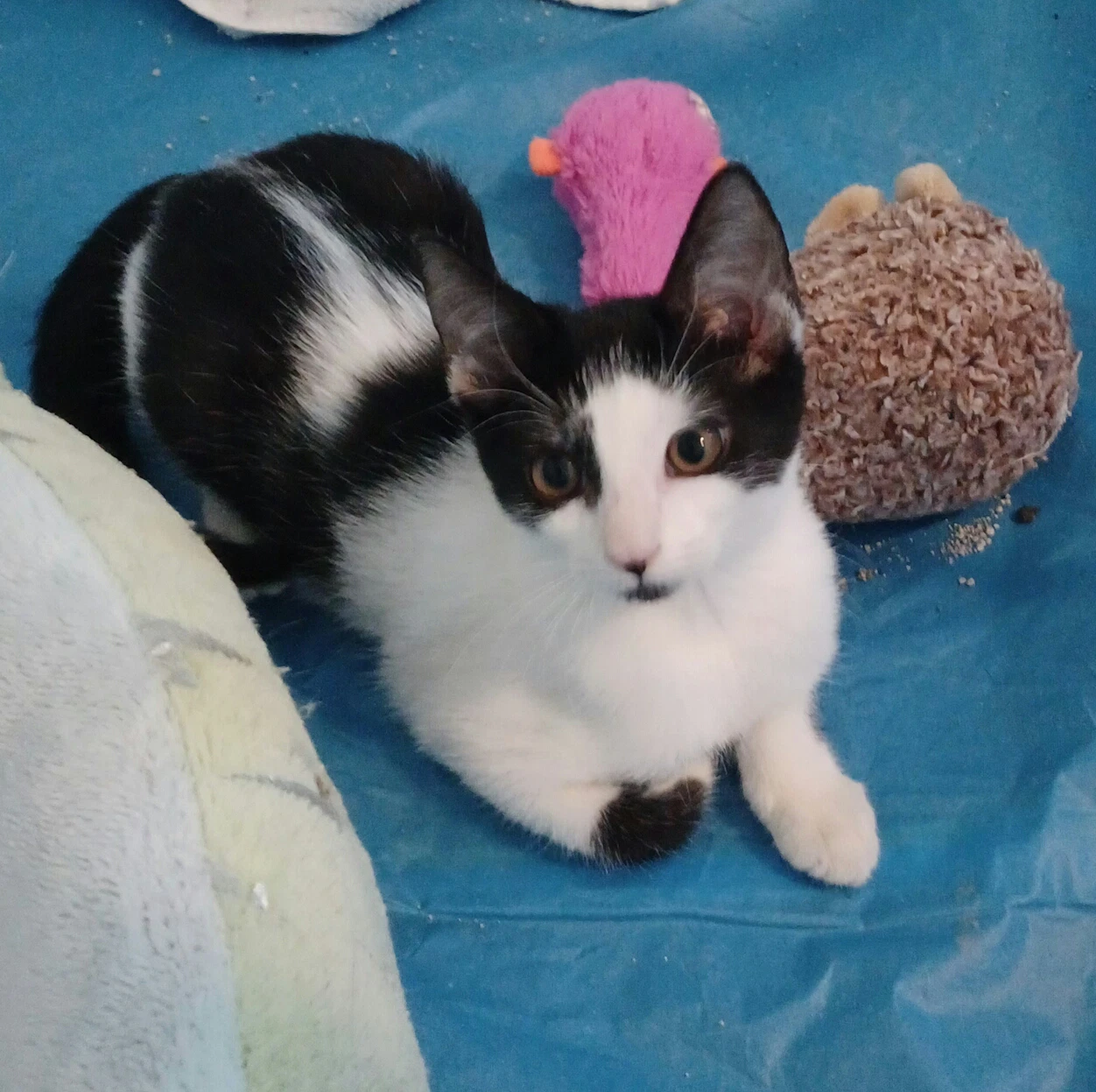 Oreo